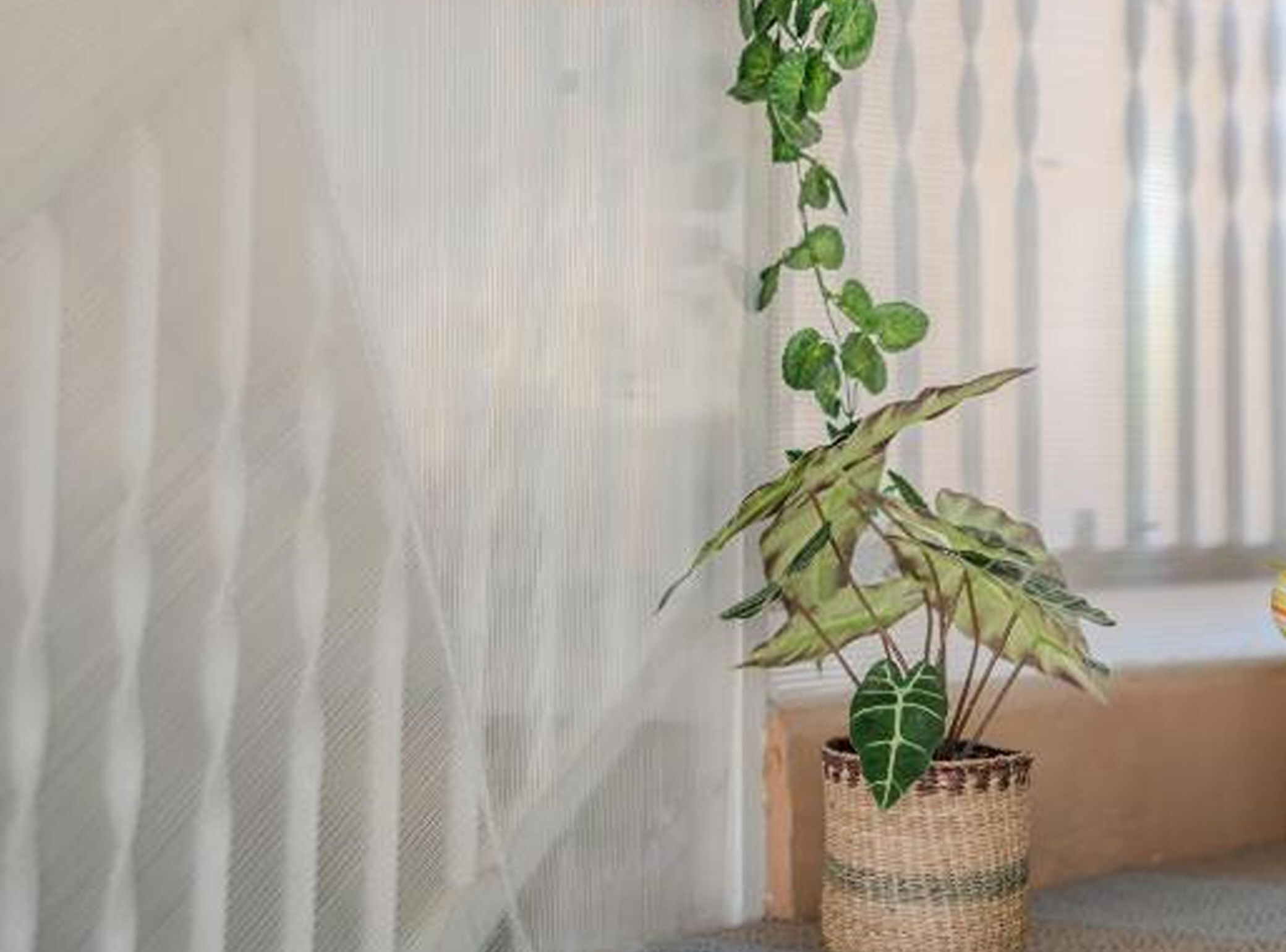 A potted plant with broad leaves in a woven basket on a windowsill.