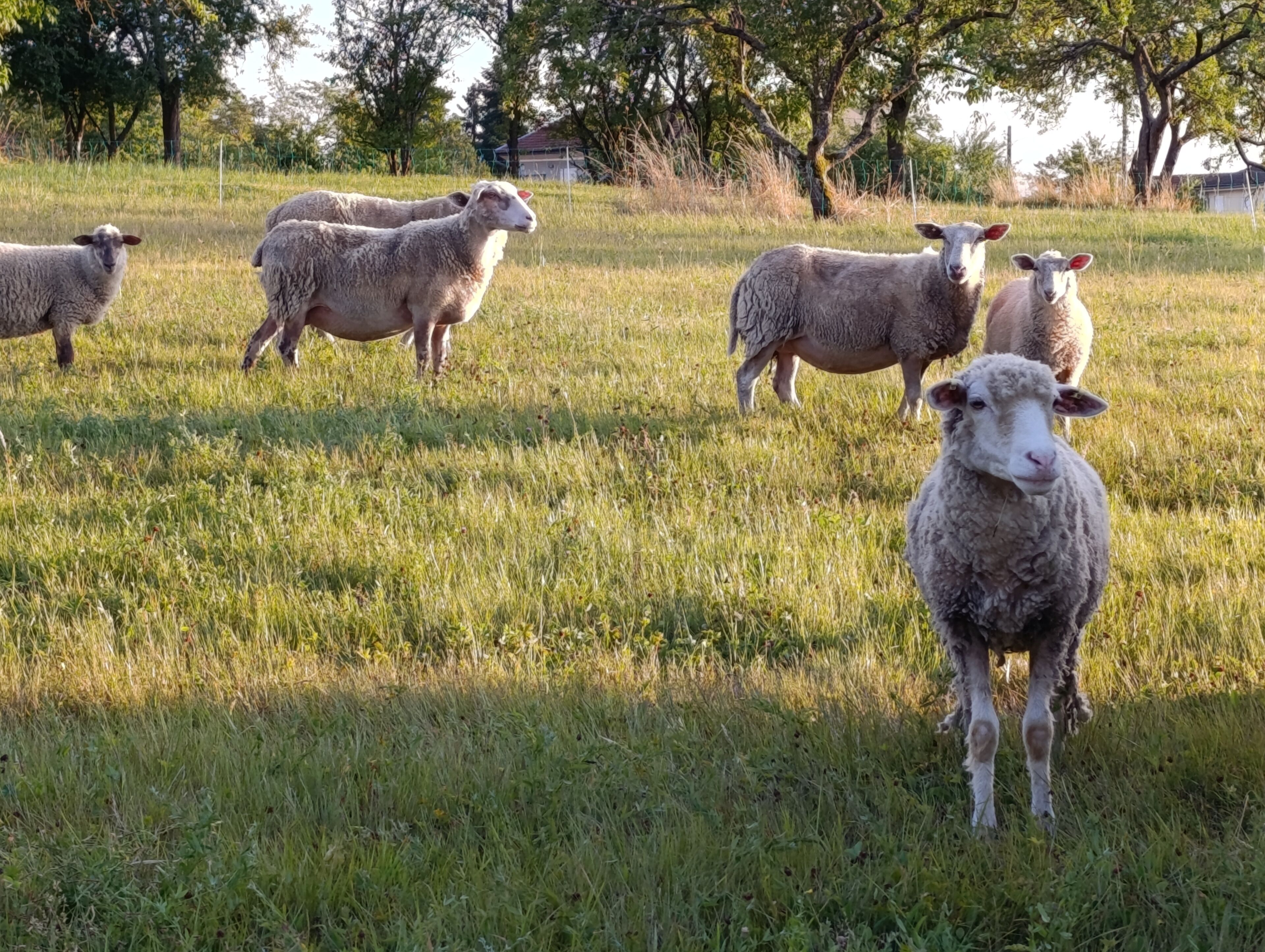 Un groupe de moutons dans un champ herbeux, avec des arbres en arrière-plan.