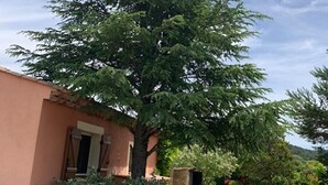 Un gran árbol de hoja perenne frente a un edificio con una ventana pequeña y una puerta.