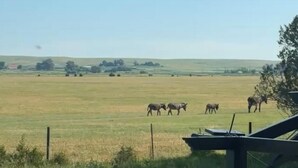 A rural landscape with a fence, a grassy field, and a few animals in the distance.