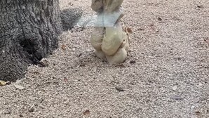 Un árbol con un comedero para pájaros sobre un soporte de madera, una alfombra colorida y una silla.