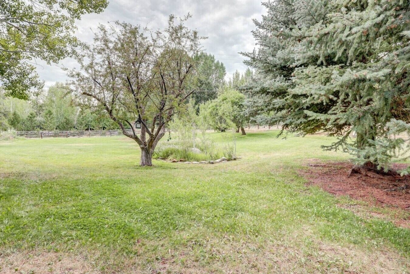 A grassy outdoor area with a tree and a coniferous tree.