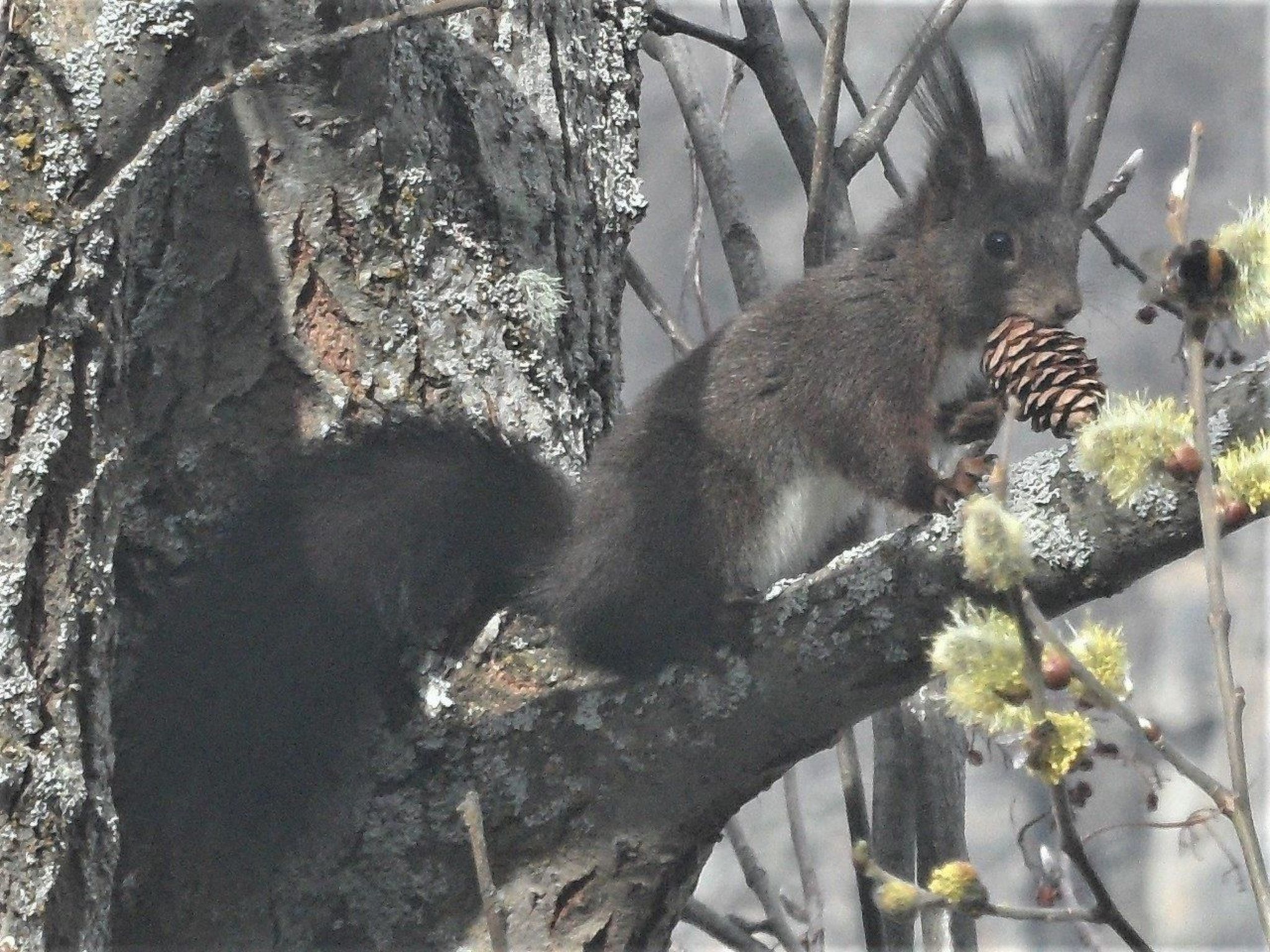 Ein Eichhörnchen auf einem Ast mit Kiefernzapfen und grünen Knospen.