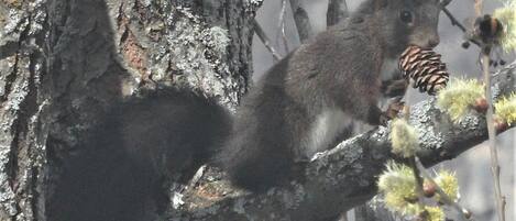 Una ardilla en una rama de árbol con piñas y brotes verdes.