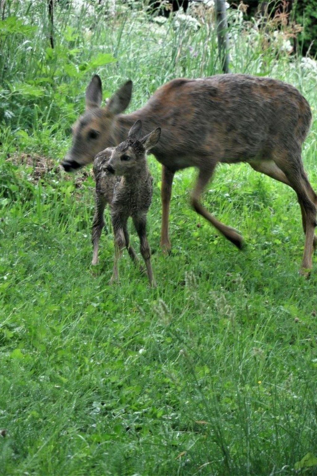 Luonnonmukainen ympäristö, jossa näkyy peura ja sen vasa ruohikkoisella alueella.