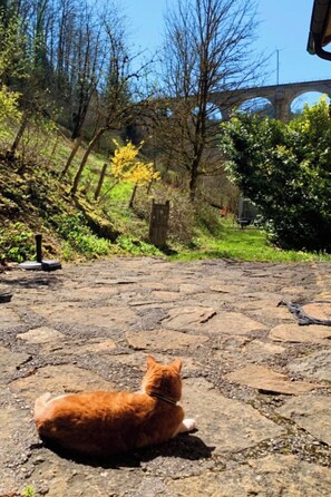 Eine Katze sitzt auf einer Steinoberfläche, im Hintergrund eine Brücke.