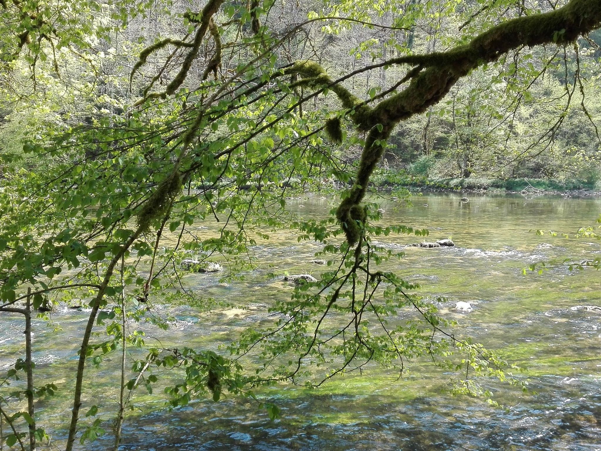 A natural landscape with a body of water, surrounded by trees and foliage.