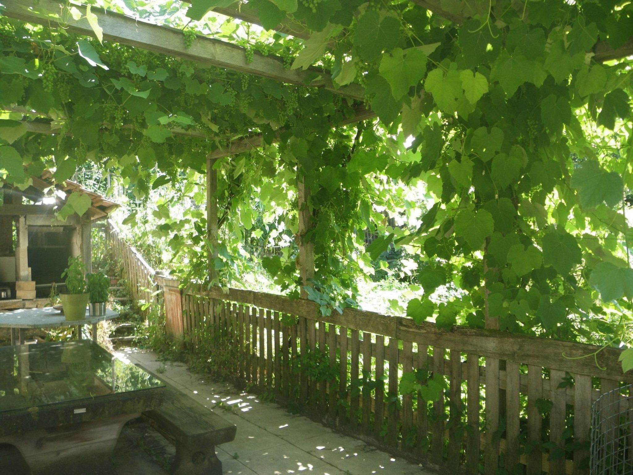 A wooden fence with vines, a concrete pathway, and a metal table.