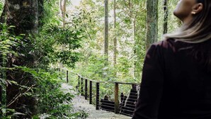 A person standing on a wooden bridge in a forested area with dense foliage and trees.