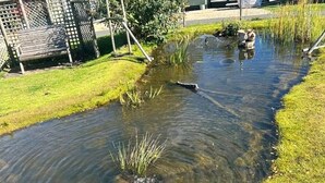 Un pequeño estanque de aguas transparentes, rodeado de hierba y una cerca de madera.