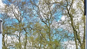 A view of a park with trees and a fence. - Big Studio With View to Park in Camden Kings Cross (London)