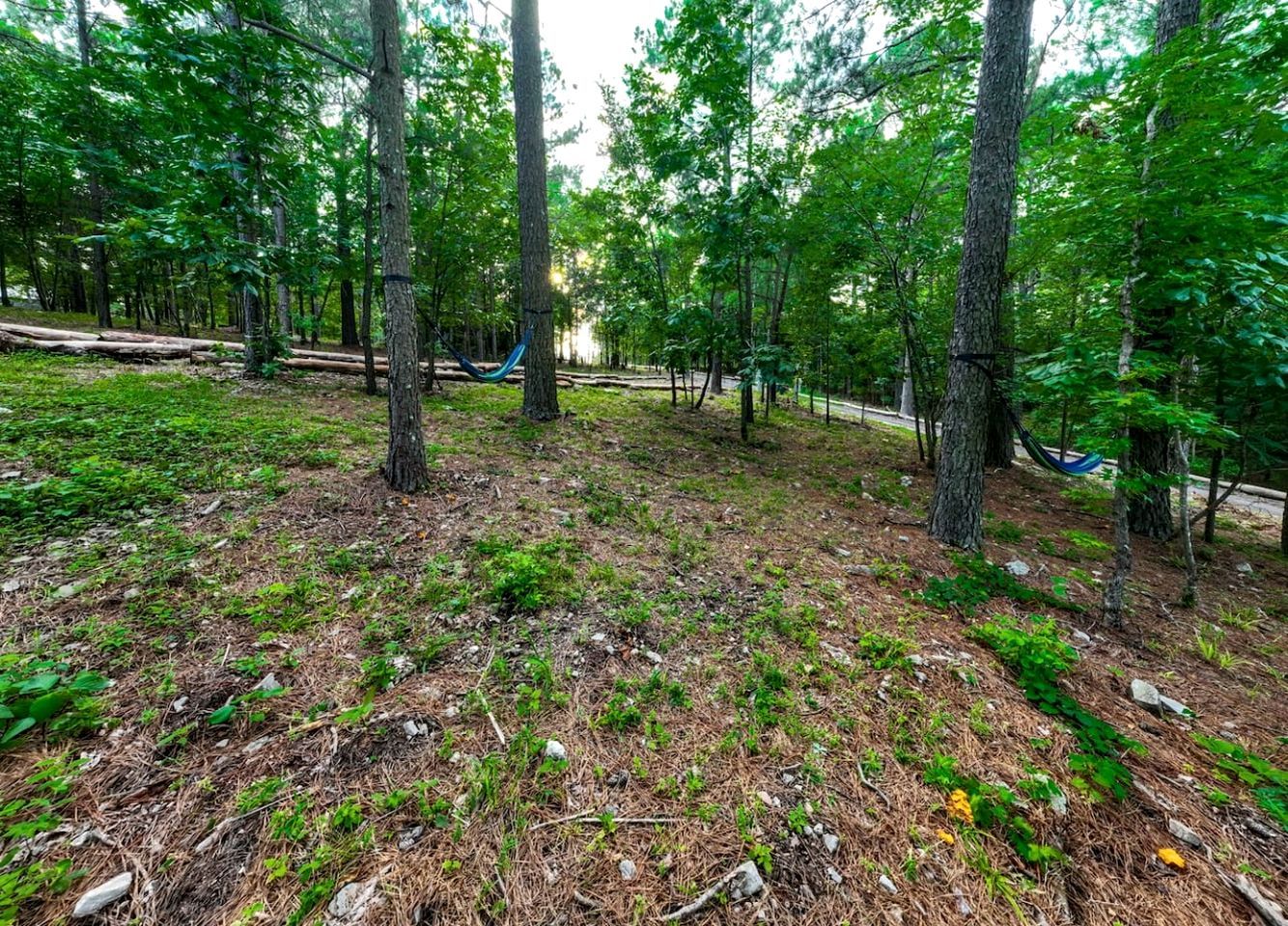 A forested area with trees, a hammock, and a path.