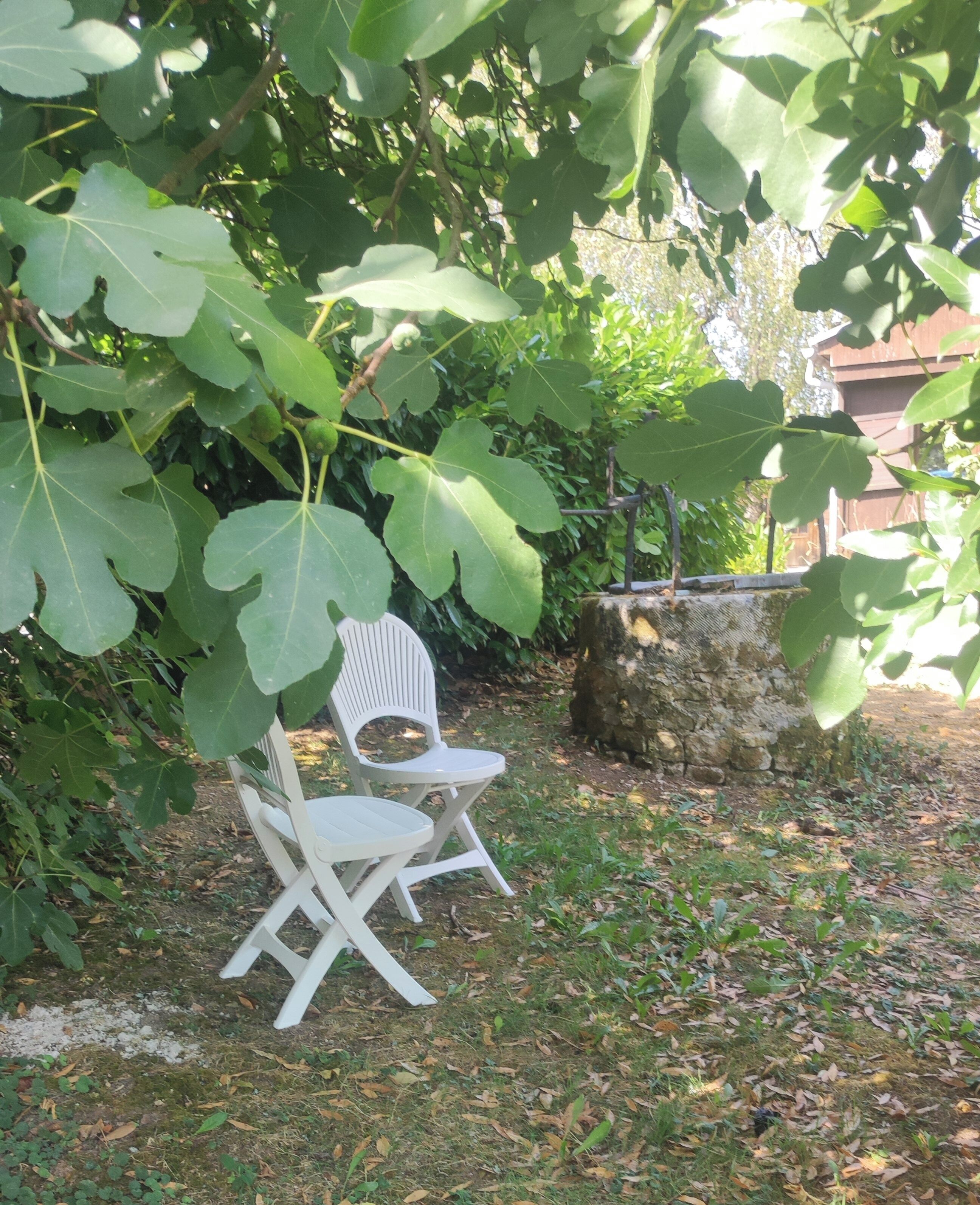 Ein weißer Plastikstuhl unter einer Feigenbaum in einem Garten mit einer Steinmauer und einem Gebäude im Hintergrund.