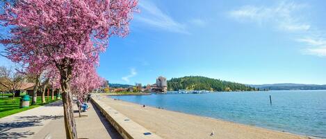 A waterfront promenade with a cherry blossom tree, a sandy beach, and a calm lake.