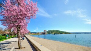 Una passeggiata lungomare con alberi di ciliegio in fiore, una spiaggia sabbiosa e un skyline cittadino in lontananza.