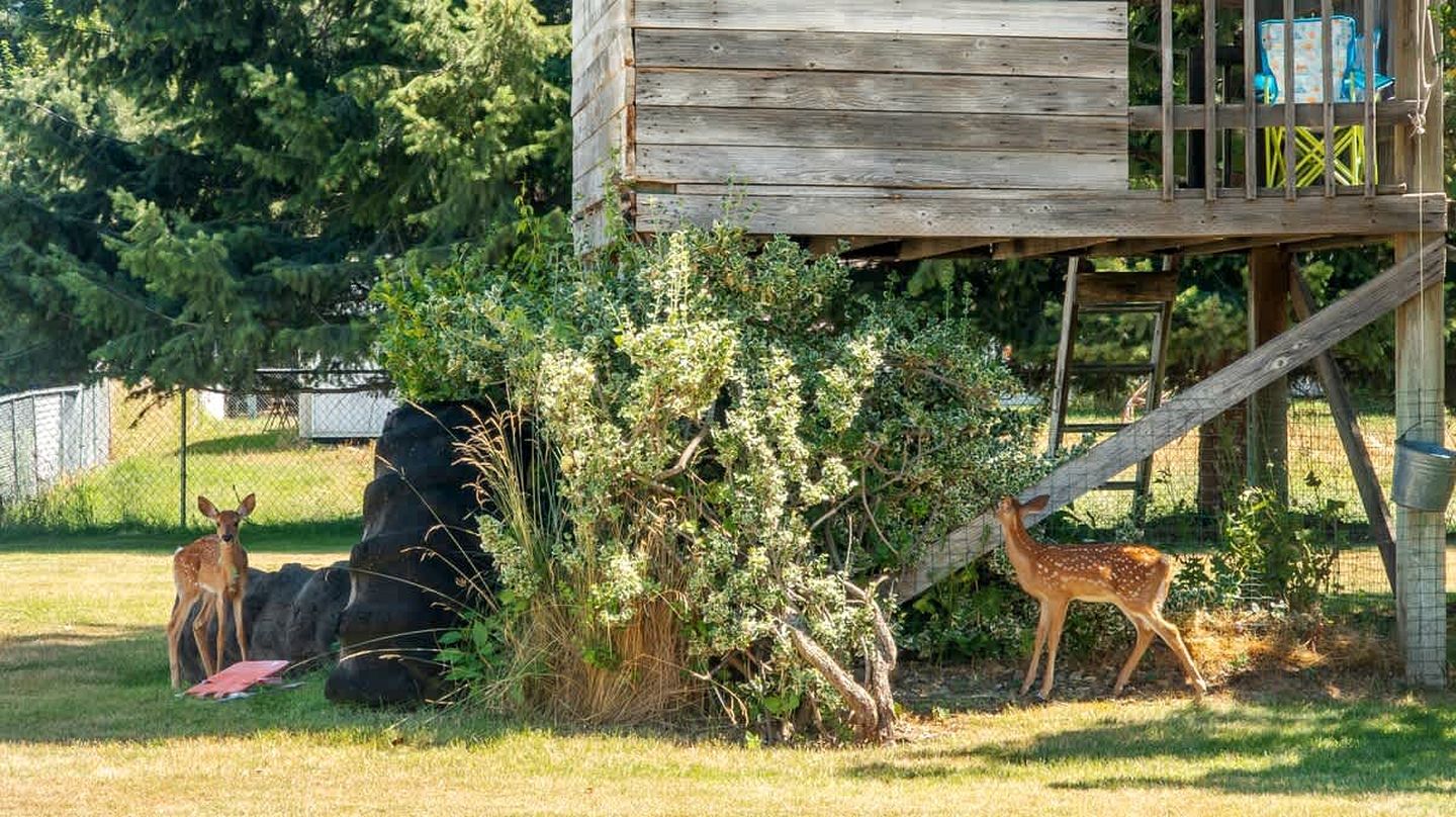 Een houten constructie met een platform, omringd door begroeiing en een hek.