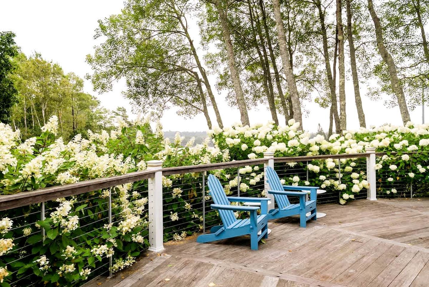 En træterrasse med to blå Adirondack-stole, omgivet af hvide blomster og træer.