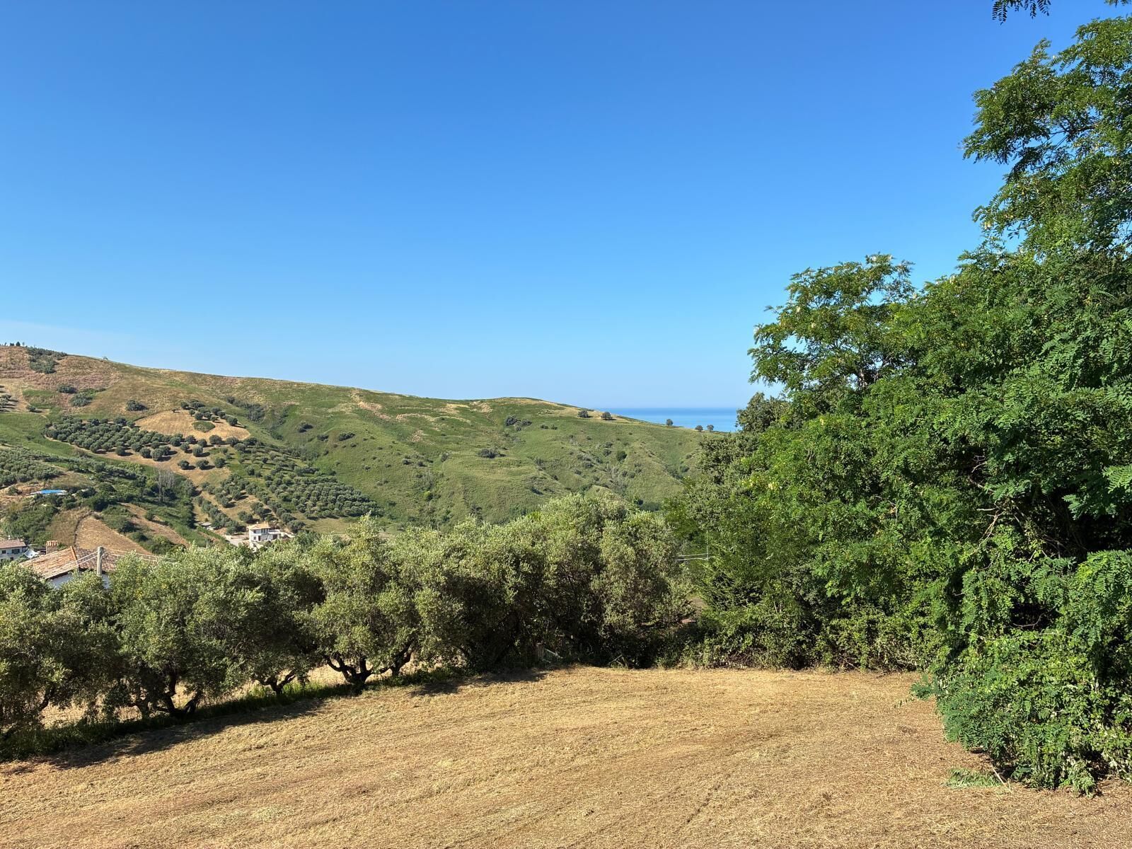 Un paysage vallonné parsemé d’oliviers, un ciel d’un bleu limpide et une vue lointaine sur la mer.