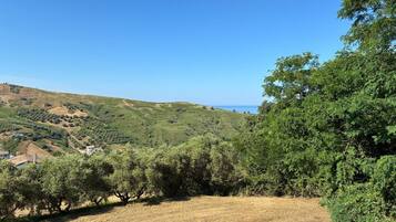 Paisaje en una colina con olivos, cielo azul despejado y una vista distante del mar.