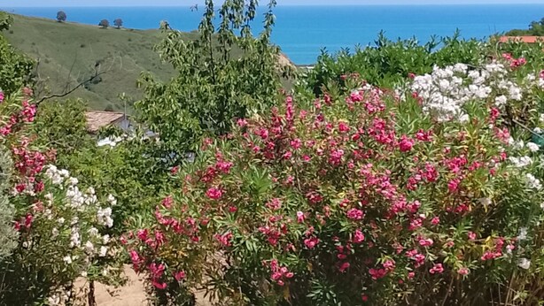 Un jardín con plantas en flor y vistas al océano.