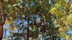A log cabin with a green roof, surrounded by trees. - Cozy Log Cabin Retreat near Green River Lake State Park, Perfect for a Weekend of Fishing (Columbia)