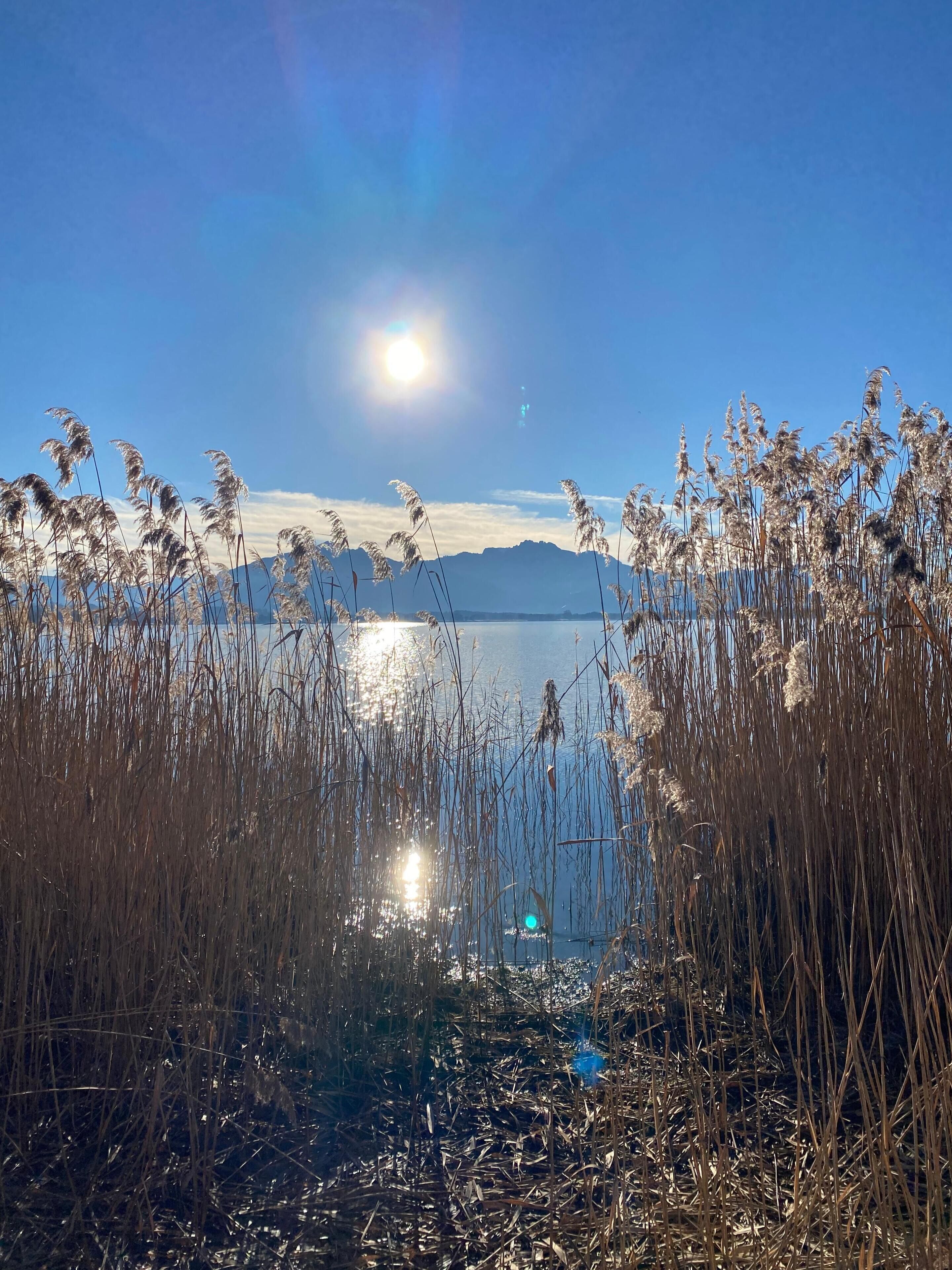 A serene lakeside view with tall grasses and mountains in the background.
