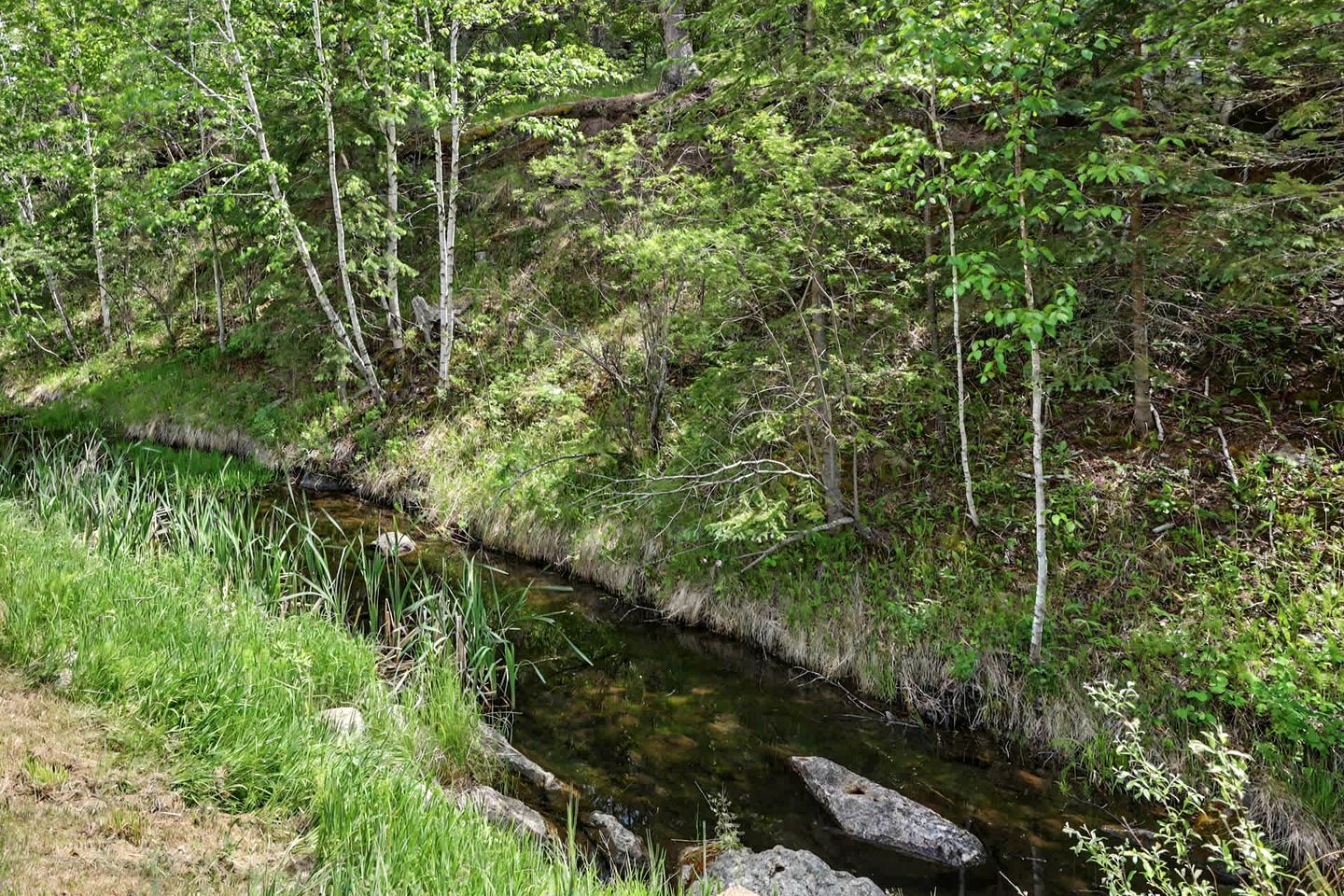Un arroyo serpenteando en medio de un bosque frondoso.