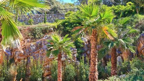 A rocky garden with palm trees and a stone wall. - Mobile Home Saky, Camp Soline (Biograd na Moru)