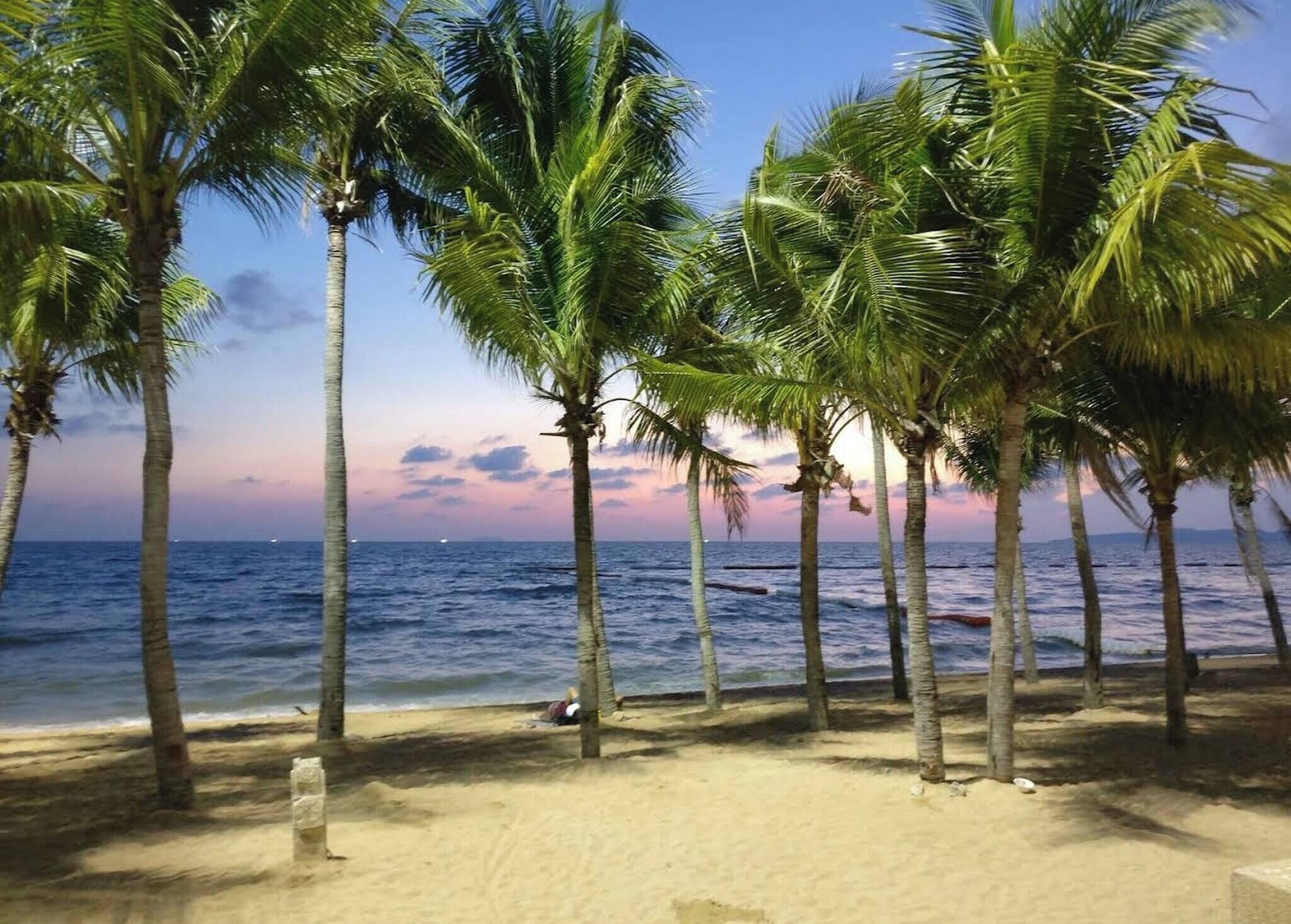 A beach with palm trees and the ocean.