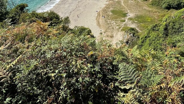 Eine Küstenlandschaft mit Strand, Klippen und Vegetation.