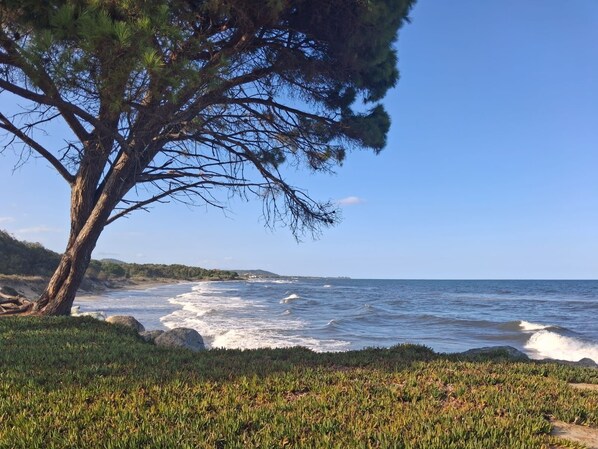 Un paysage côtier caractérisé par un arbre imposant, une côte rocheuse et des vagues déferlantes sur l’océan.