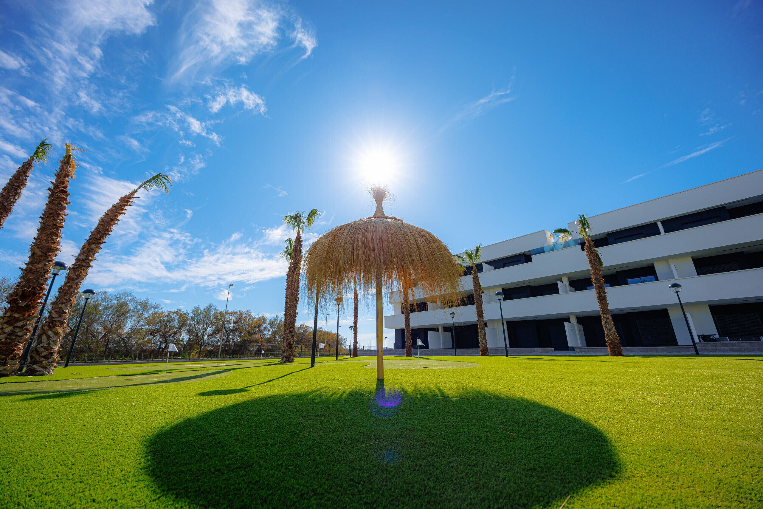 Zona verde con una palmera y un edificio moderno al fondo.