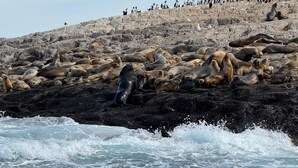 En klippefyldt kystlinje med en stor koloni sæler, der hviler på stenene, og en fugl i luften.