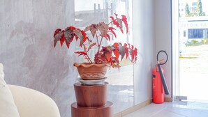 Una planta en maceta con hojas rojas sobre un atril de madera en una habitación con una silla blanca y un extintor.