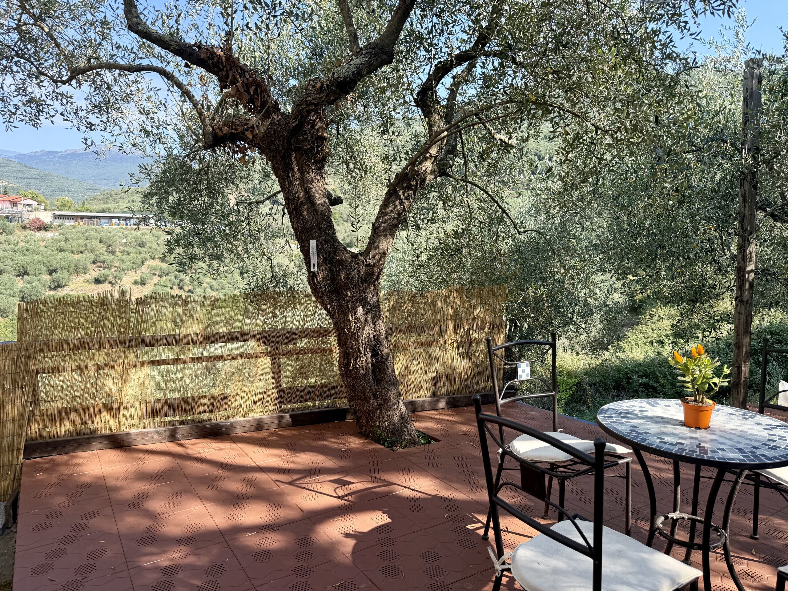 Eine Terrassengruppe im Freien mit Tisch und Stühlen, umgeben von Olivenbäumen und einem Bambuszaun.