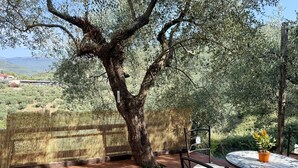 Une terrasse extérieure avec une table et des chaises, entourée d’oliviers et d’une clôture en bambou.