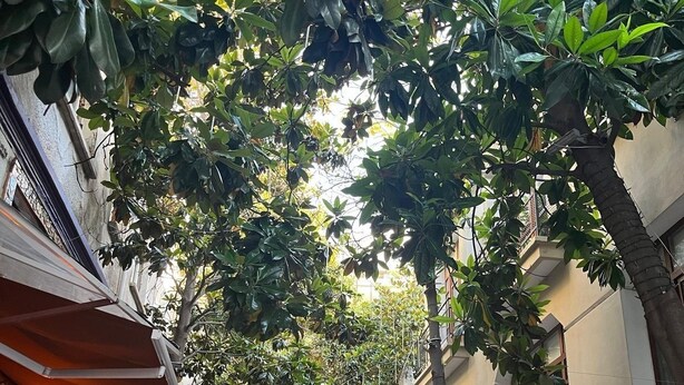 Una stretta via fiancheggiata da aree con tavoli all'aperto e alberi, con edifici su entrambi i lati.
