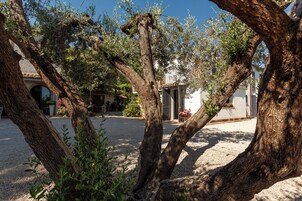 Un patio con olivos, un edificio de techo a dos aguas y suelo de grava.