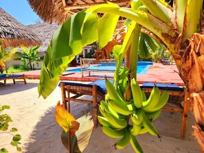 A pool area with lounge chairs, a thatched roof, and banana trees. - Mkeka Spice Lodge Jambian (Jambiani)
