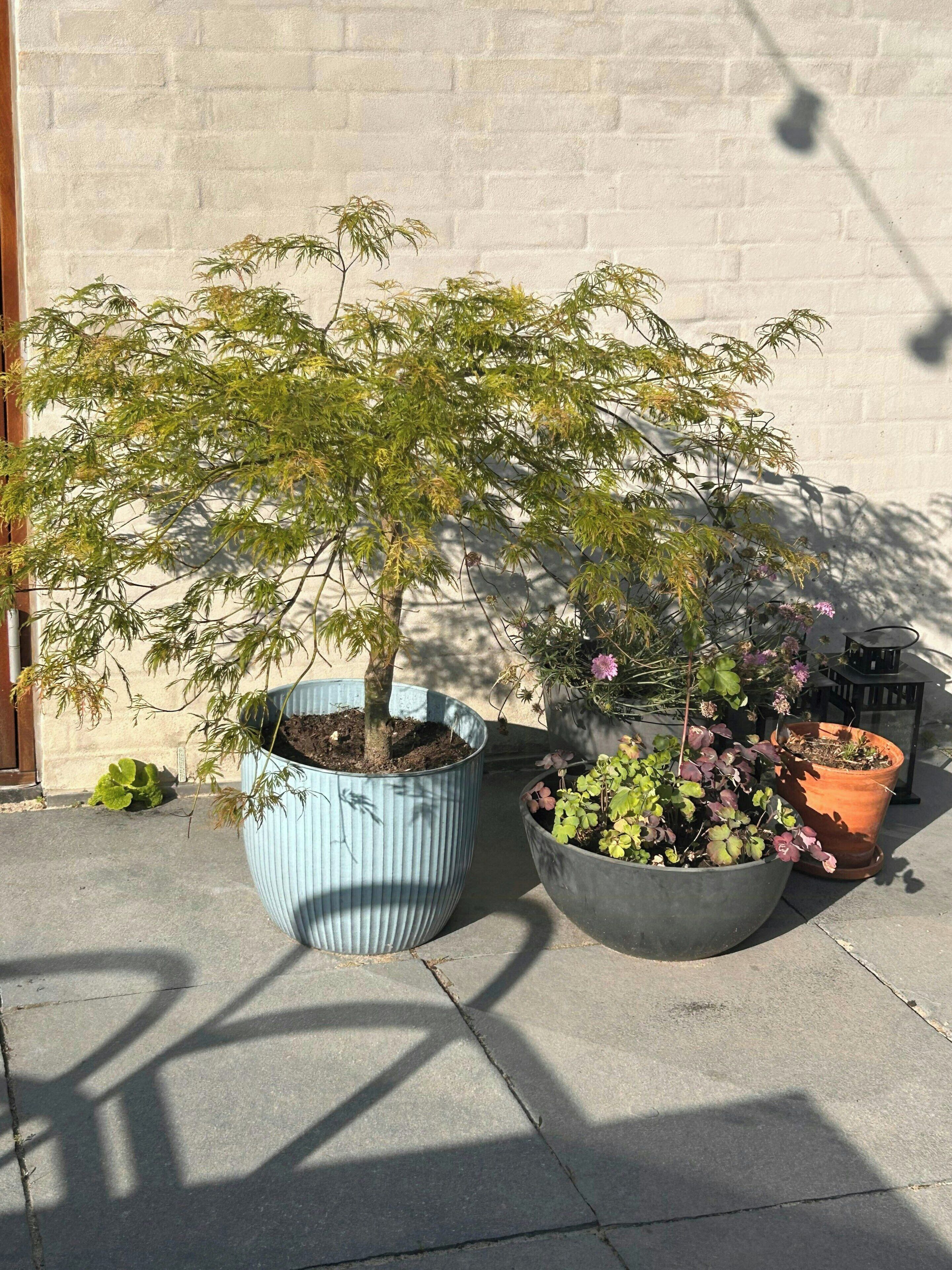 Planter i potter op ad en væg.