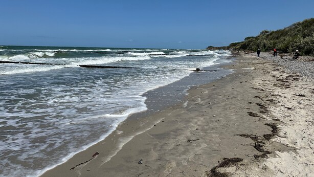 Une plage avec des vagues, un rivage sablonneux et quelques plantes.
