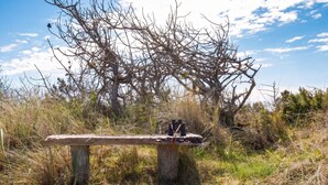 A bench with binoculars on it, surrounded by dry grass and trees. - 4 Star Holiday Home in Saltum (Saltum)