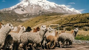 A group of llamas in a natural setting with a snow-capped mountain in the background.