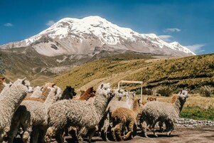 Un grupo de llamas en un entorno natural, con una montaña nevada al fondo.