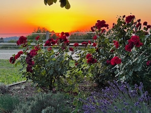 A garden with roses and lavender at sunset. - Vacation Rental at an Idyllic, Secluded Horse Farm (Eichendorf)