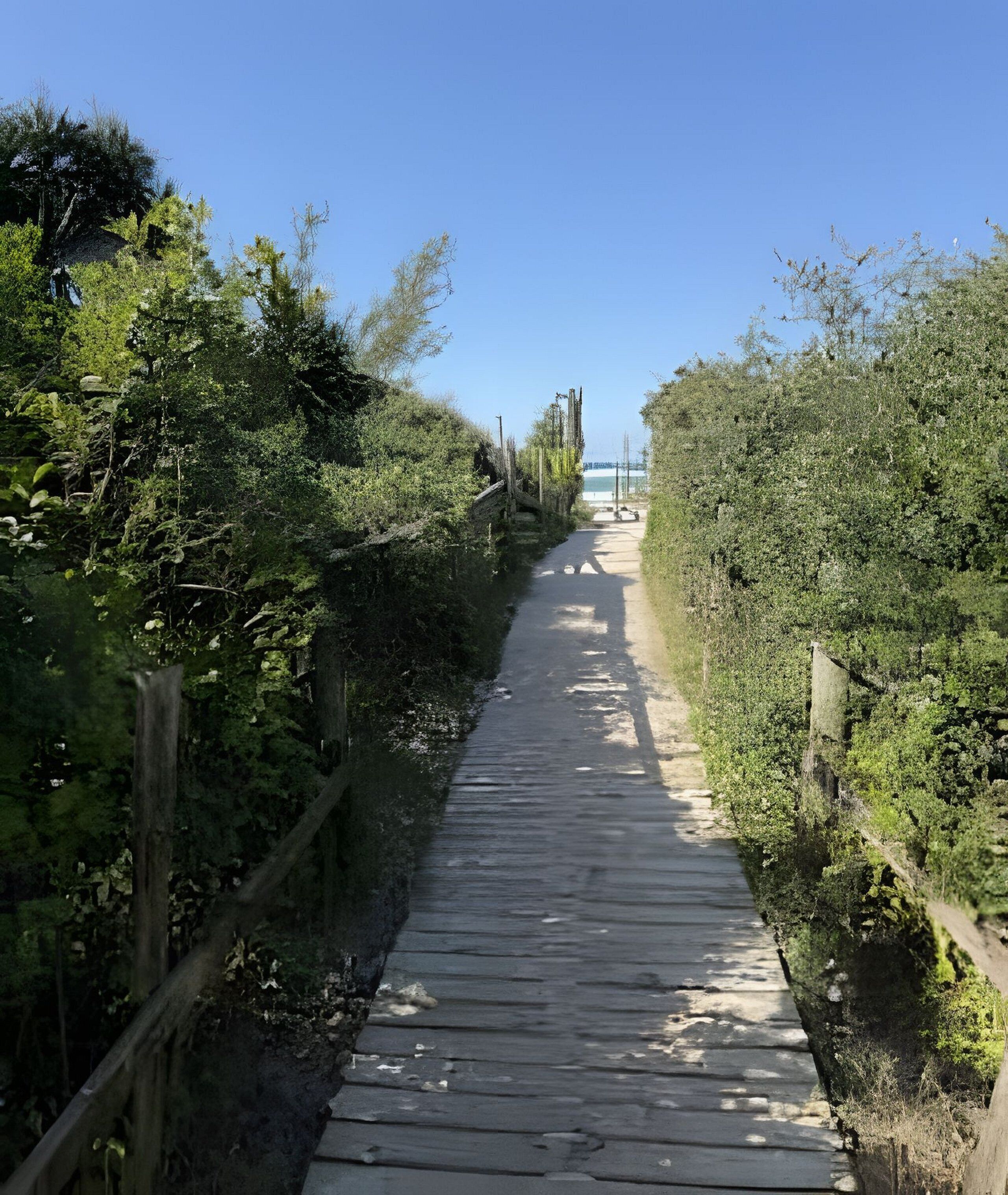 A narrow wooden pathway flanked by dense greenery, leading towards a distant view.