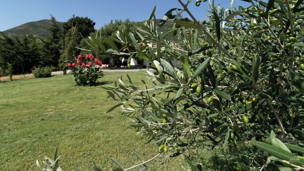 Un jardí amb oliveres i flors vermelles.