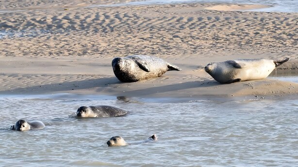 En grupp sälar på en sandstrand vid vattnet.