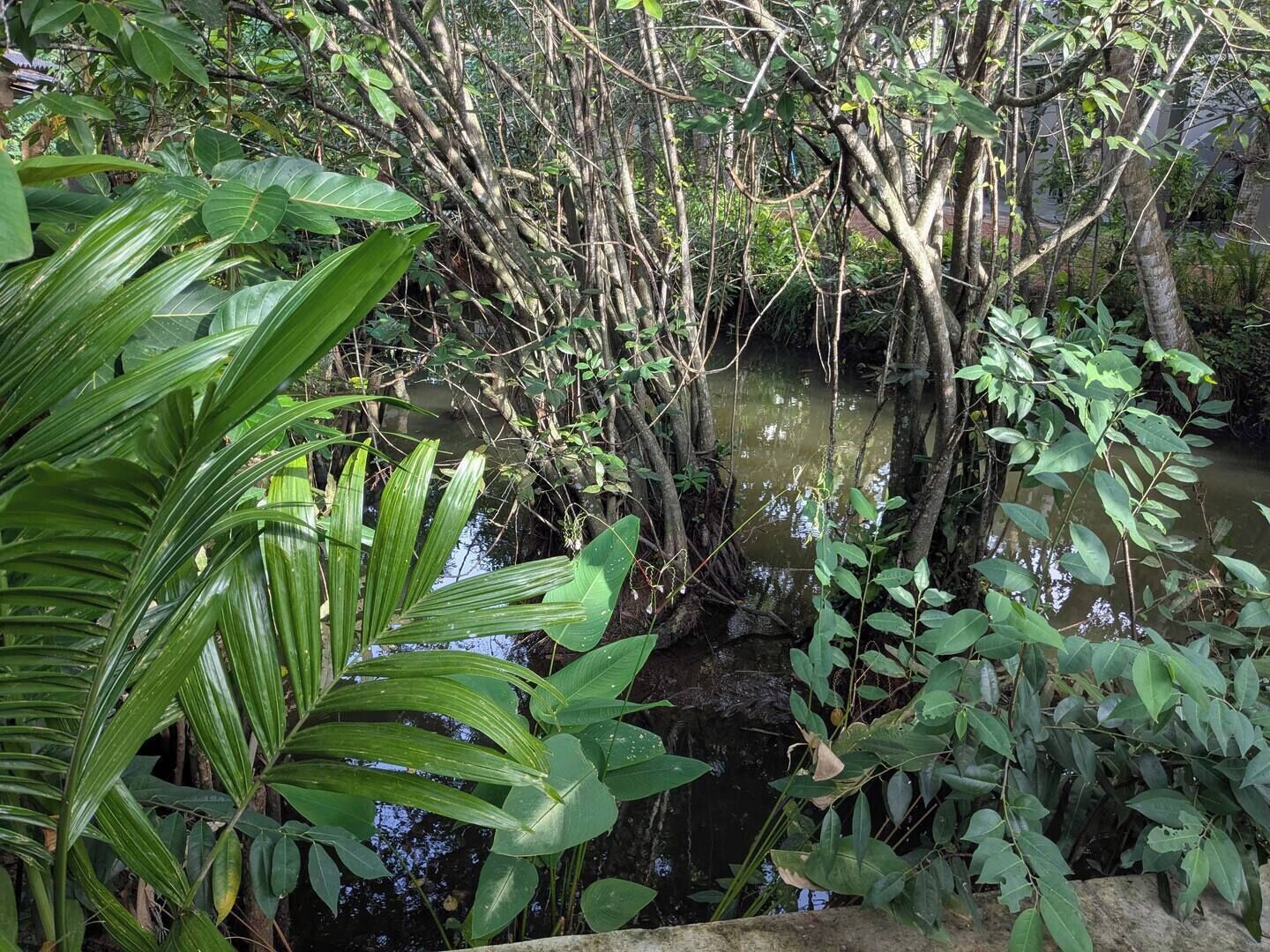 Ein natürliches Gewässer, umgeben von dichter Vegetation und Bäumen.