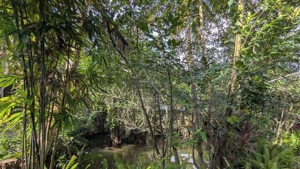 A dense forest with a water body surrounded by various plants and trees. - Crystal Green Beach Villa – Villa 3 (Kuligoda)